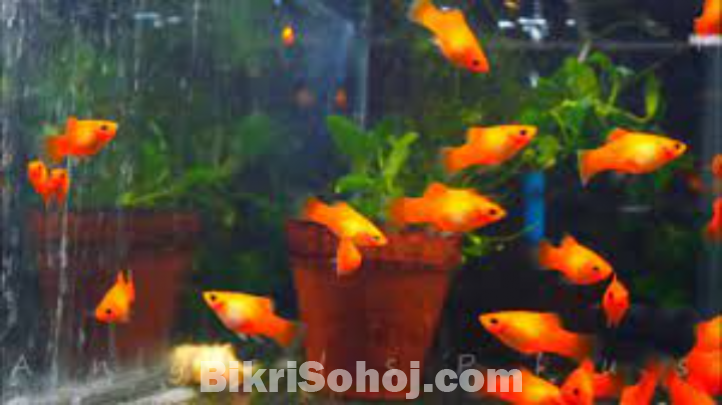 Red platy Fish for sell